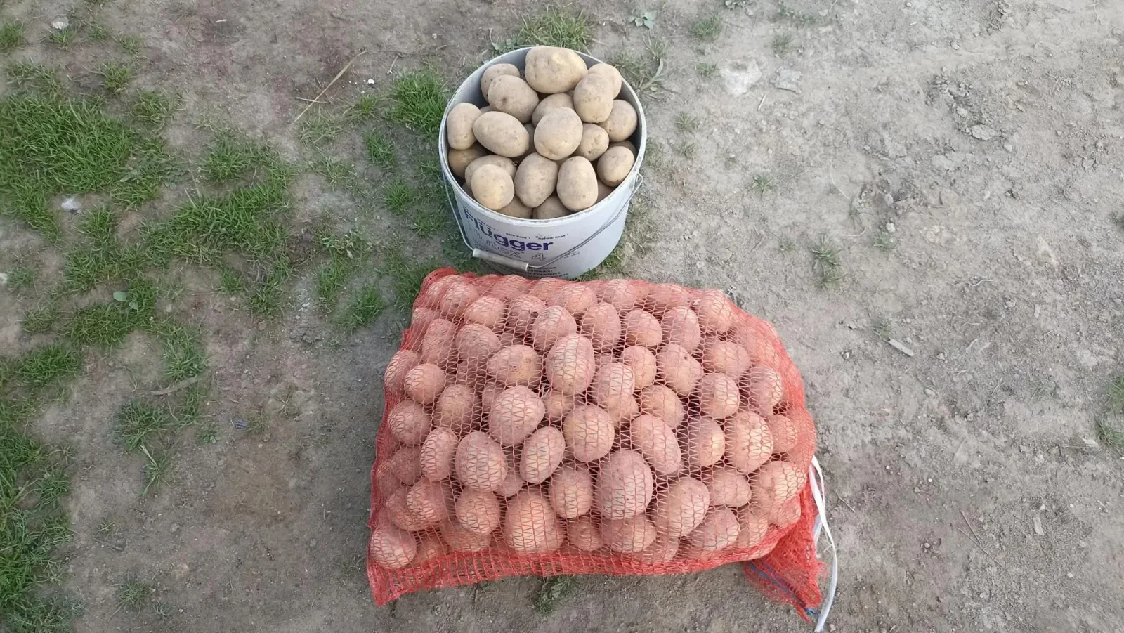 Отобранный картофель в сетке